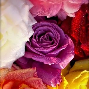 Meet your Posher, Maria